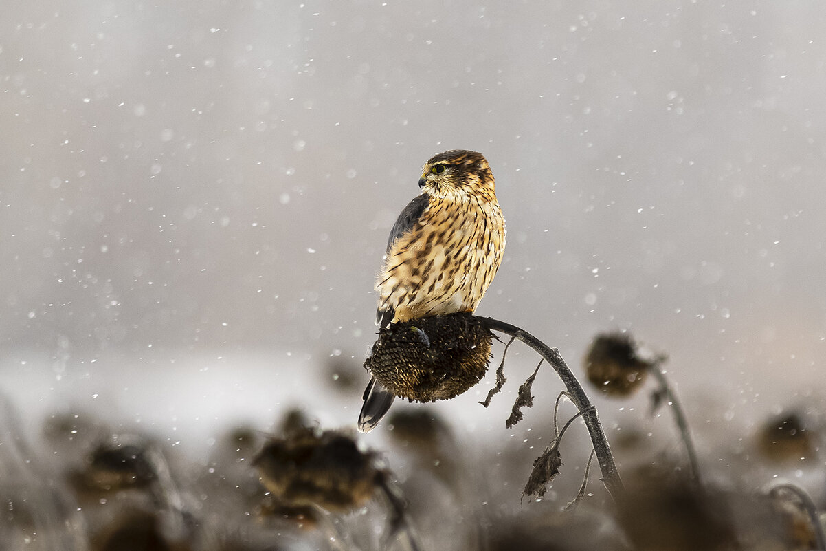 *** - Валерий Черняк