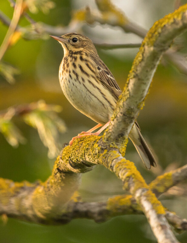 Дрозд - Екатерина Счасная