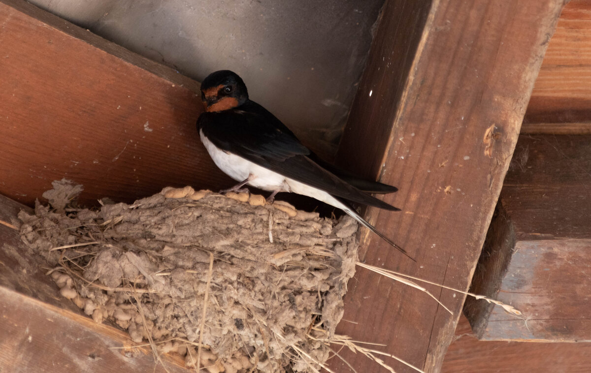 ласточка - Екатерина Счасная