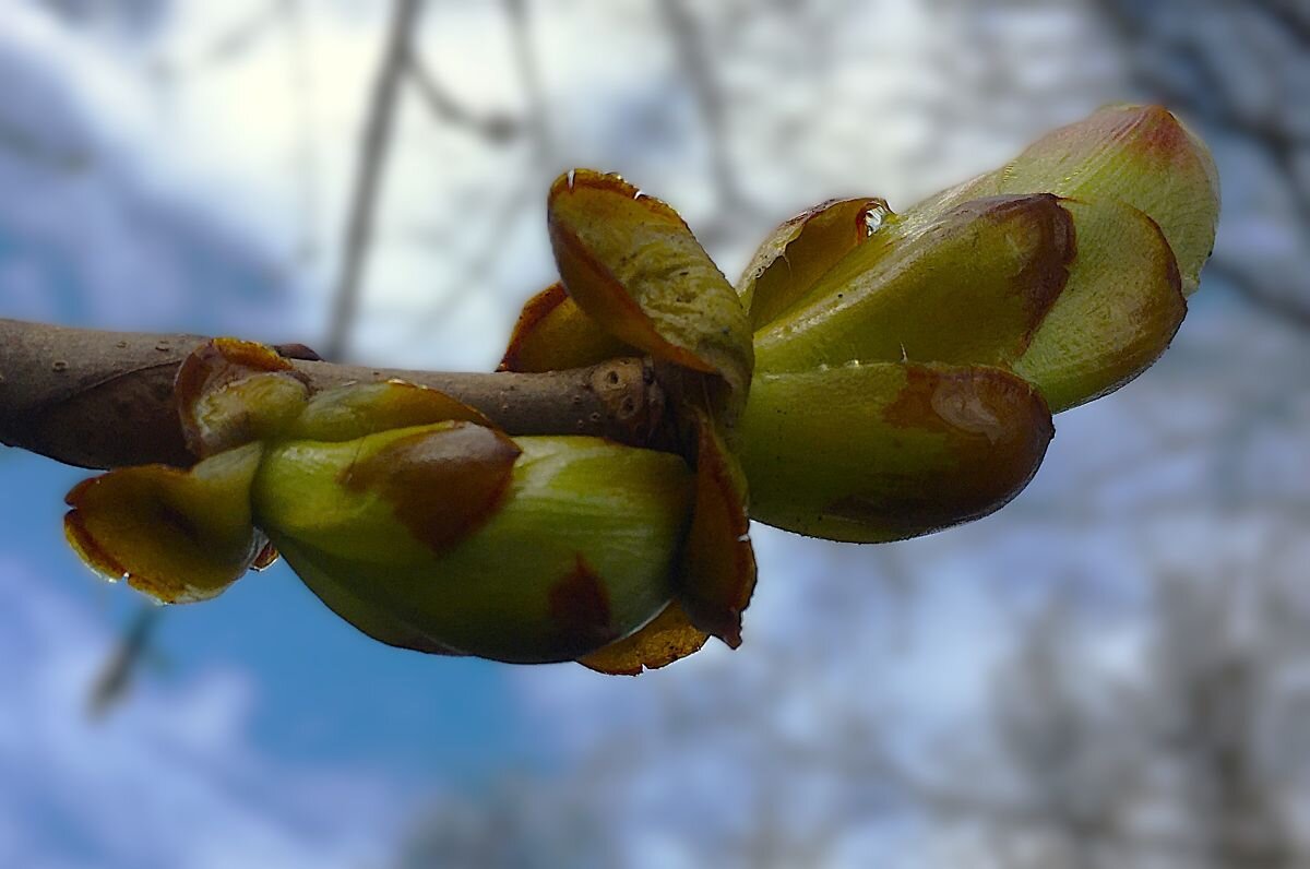 ***почки каштана*** - Olga Oskolkova
