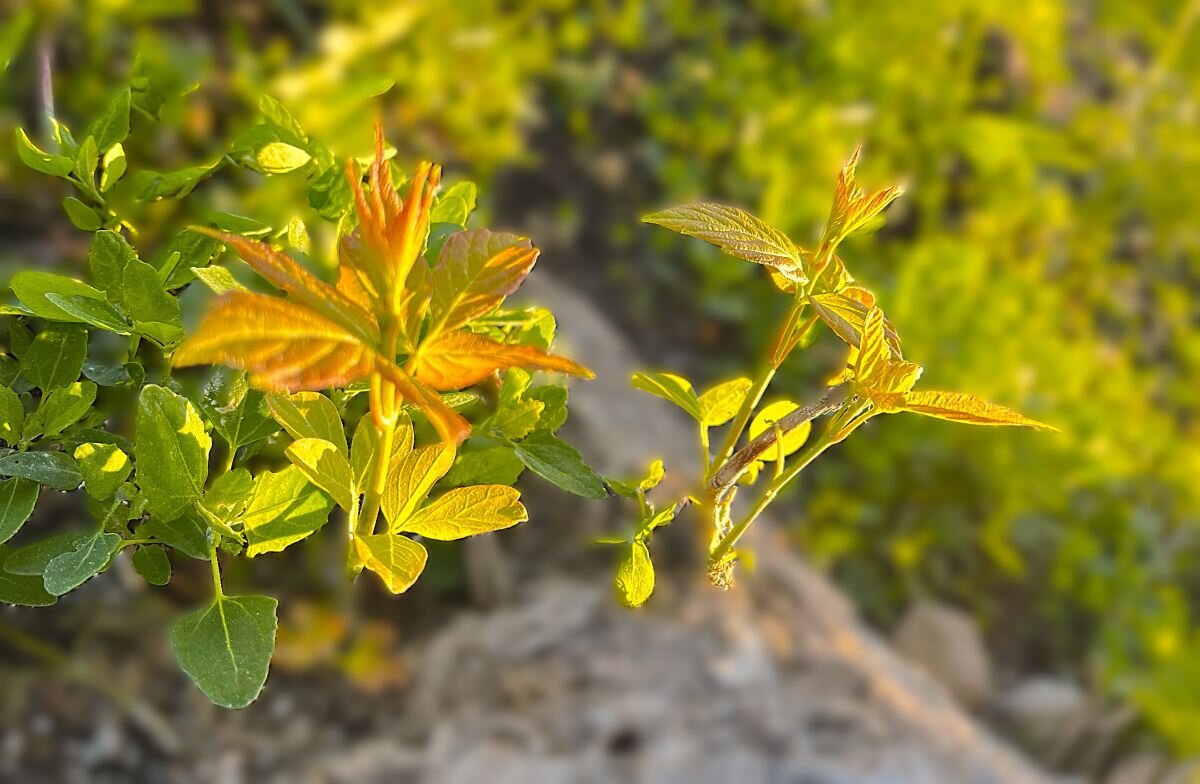 ***побеги каштана*** - Olga Oskolkova