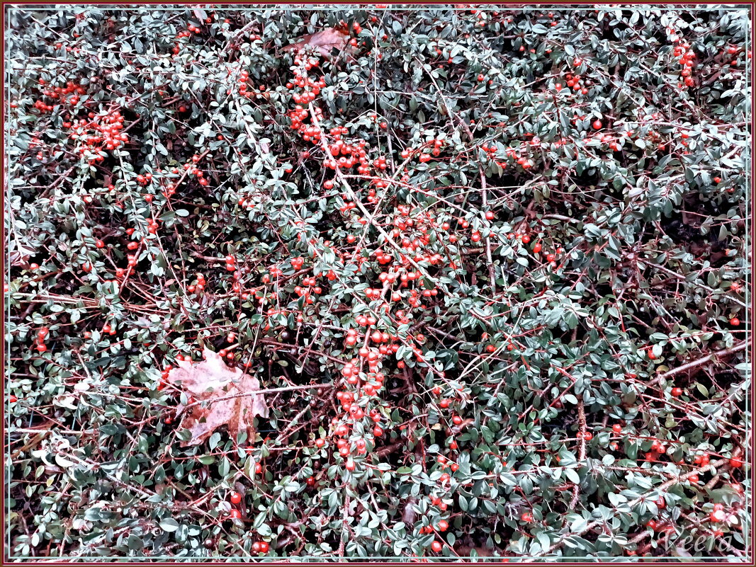 Кизильник - Veera V