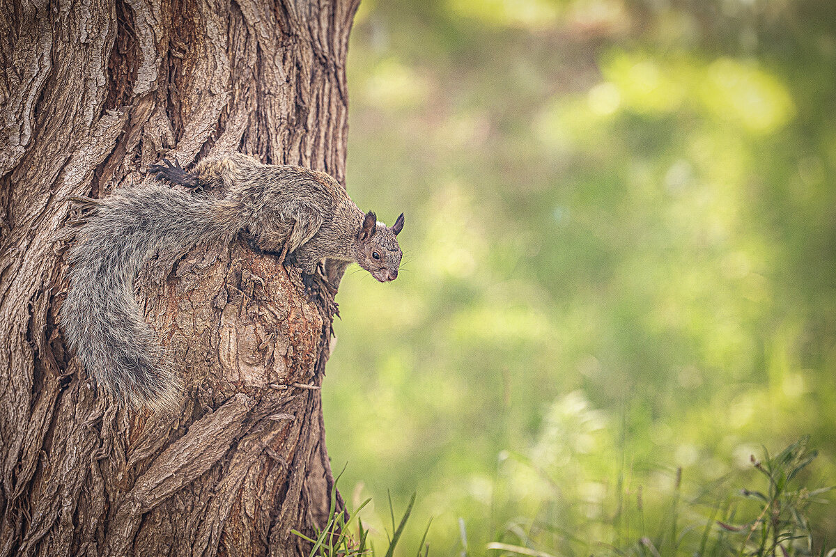 Гуаякильская белка (Sciurus stramineus). - Svetlana Galvez