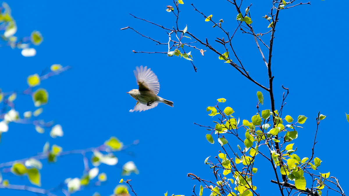 Пеночка - Владимир Лазарев