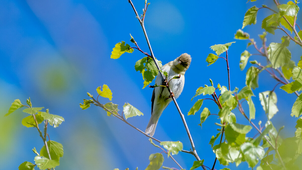 Пеночка. Тепло майского дня. - Владимир Лазарев