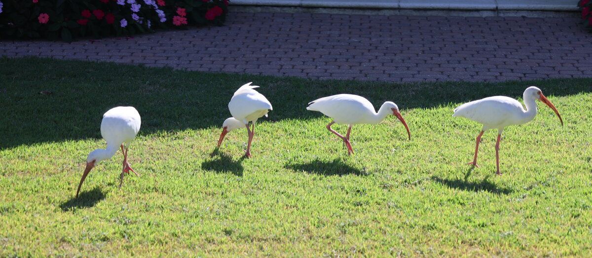 Флорида. Будни - Yury 
