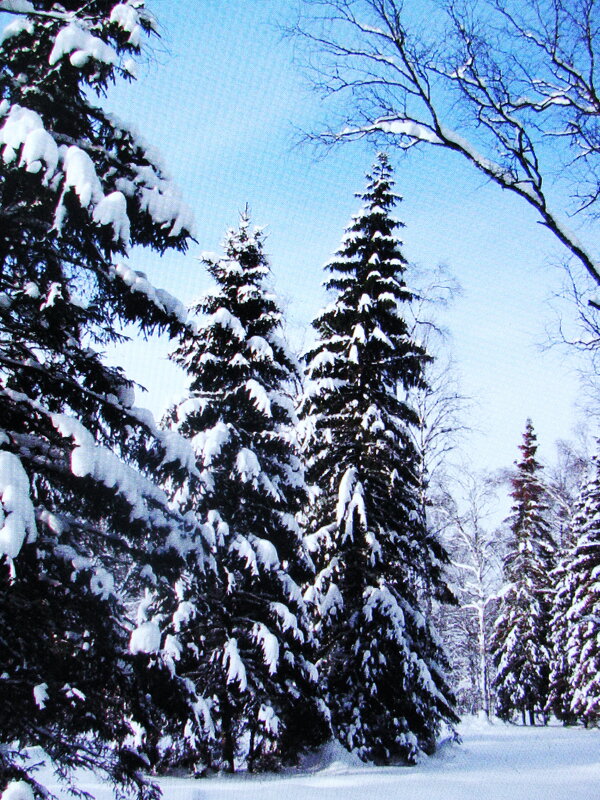 .Нарядные ёлочки - Людмила Смородинская