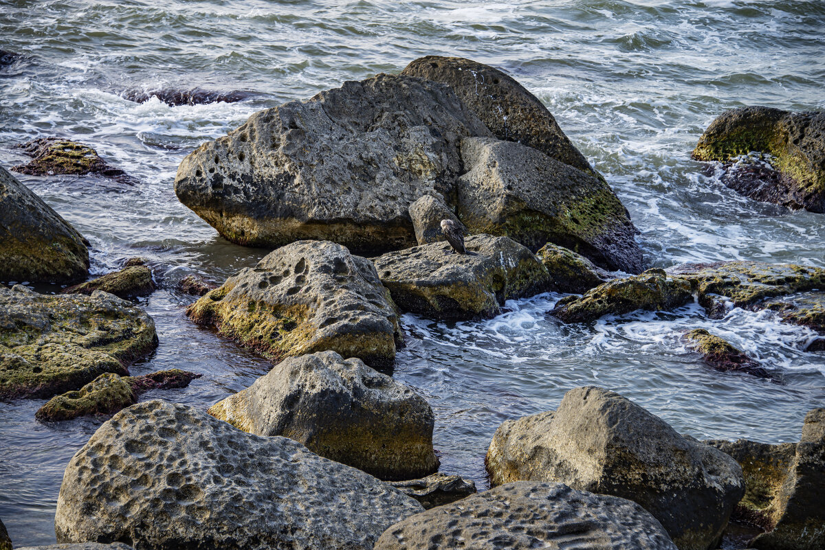 Берег - Анатолий Чикчирный