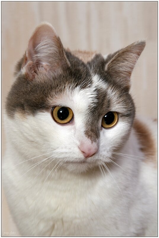 Пася - Владимир Попов