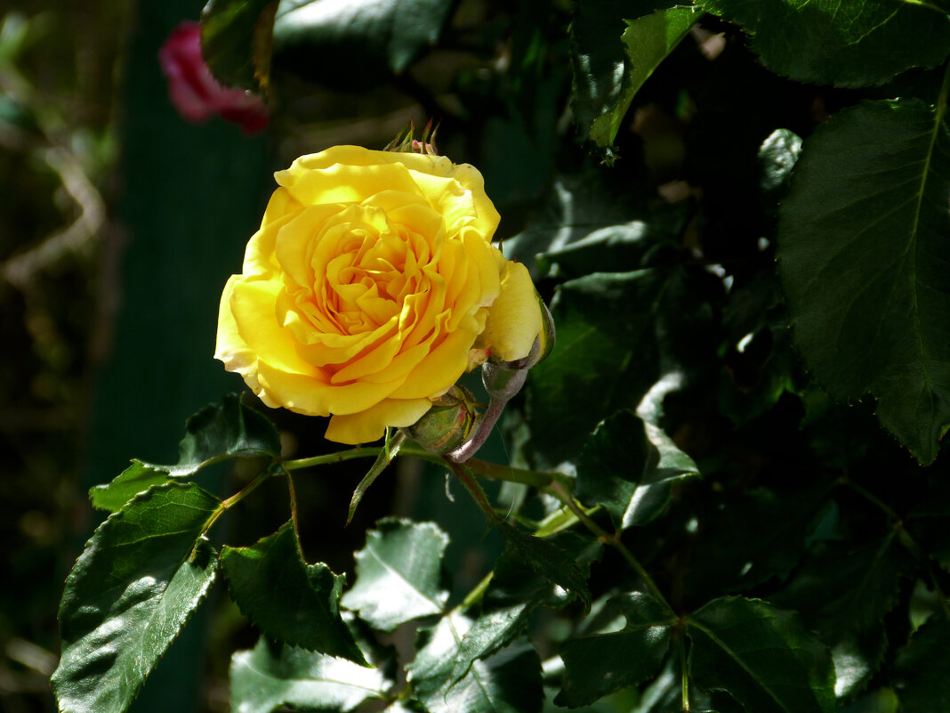 Жёлтая  роза - Валентин Семчишин