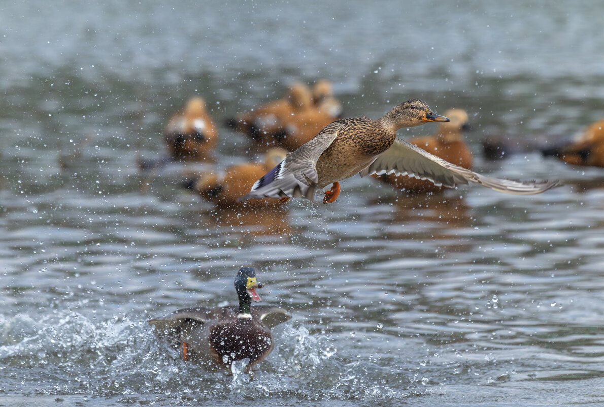 догонялки. - юрий макаров