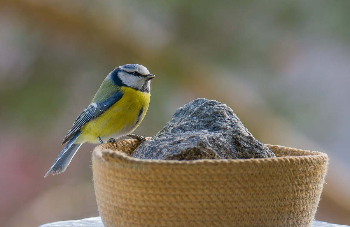 Лазоревка. - Sergey (Apg)