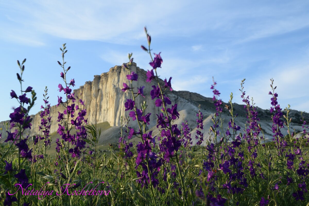 Природа Крыма - Amazing Cosmea