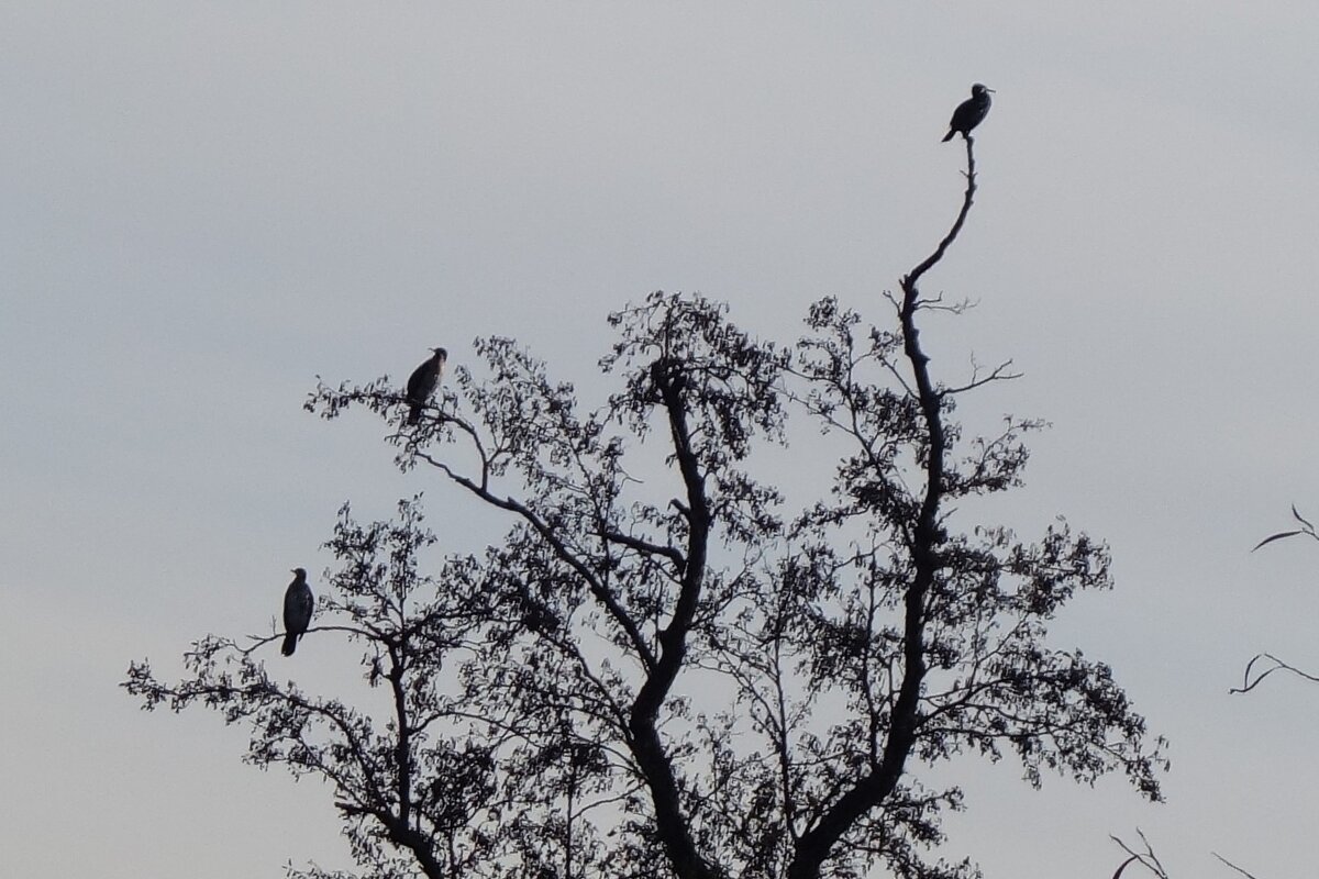 Бакланы в городском парке - Рита Симонова