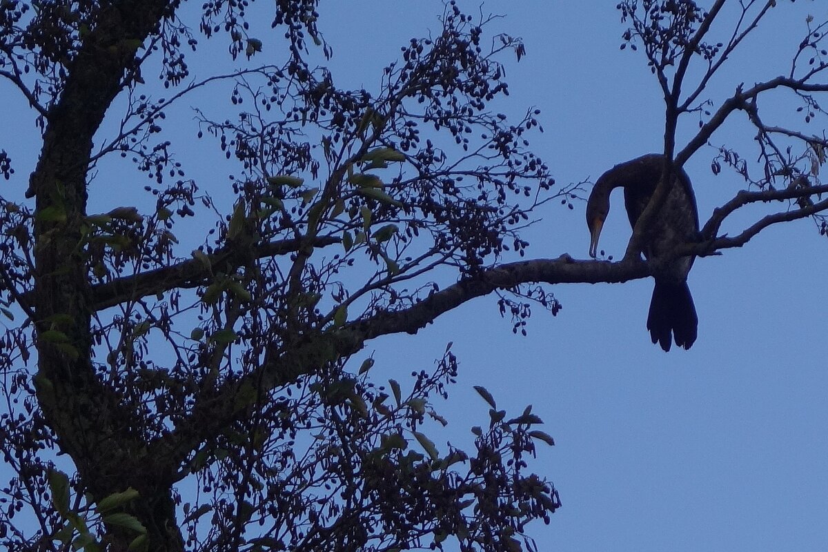 Бакланы в городском парке - Рита Симонова