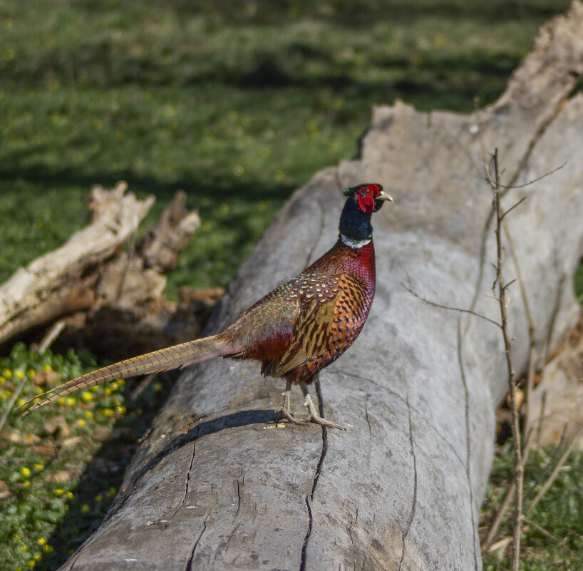 Фазан. - Александр. AVG100 ---