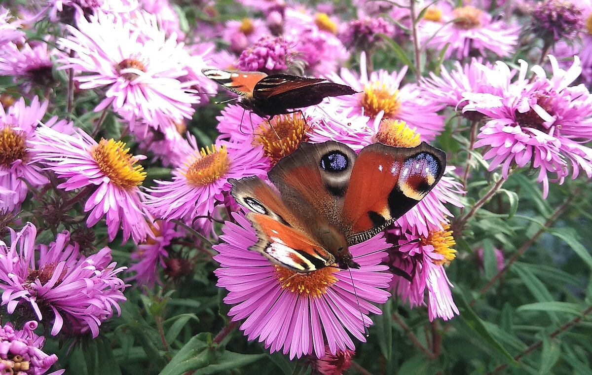 "цветы" на цветах... - Александр Герасенков