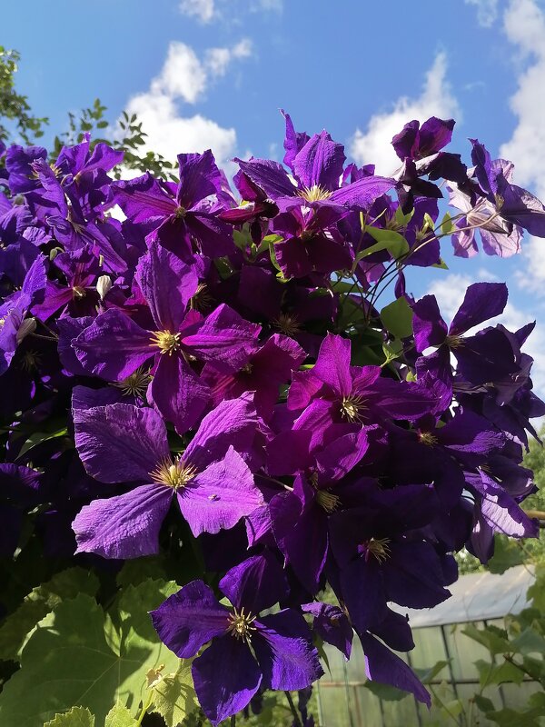 *** - Зоя Мишина *** - Зоя Мишина