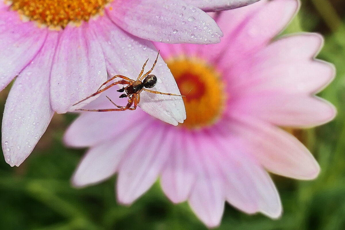 ------------- - igor G.