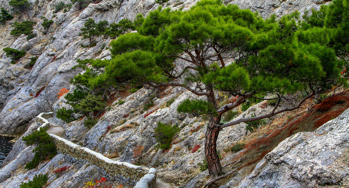 Царская тропа. - Сергей Воротников