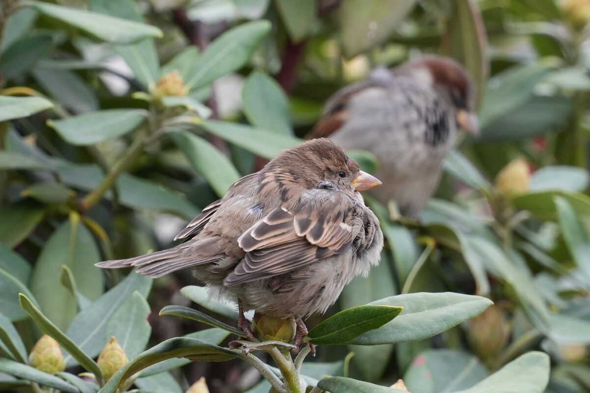 Воробьи возле библиотеки им.Ленина - Lersa 