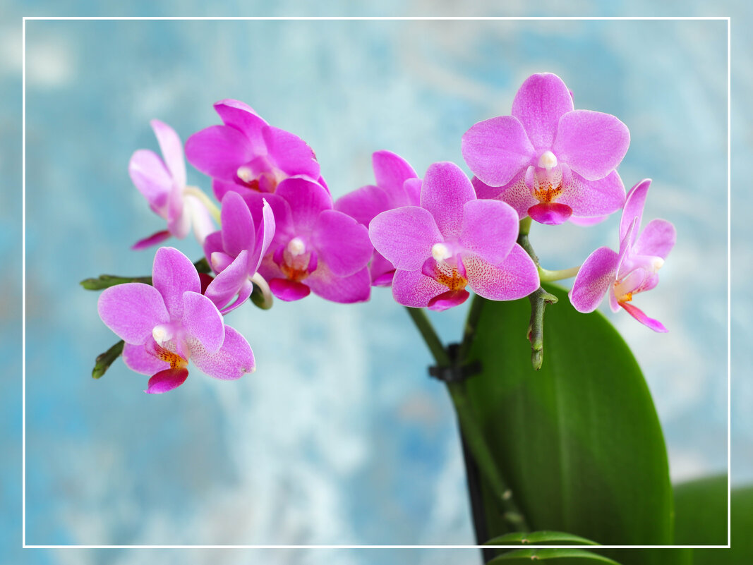 Моя коллекция орхидей - Irene Irene