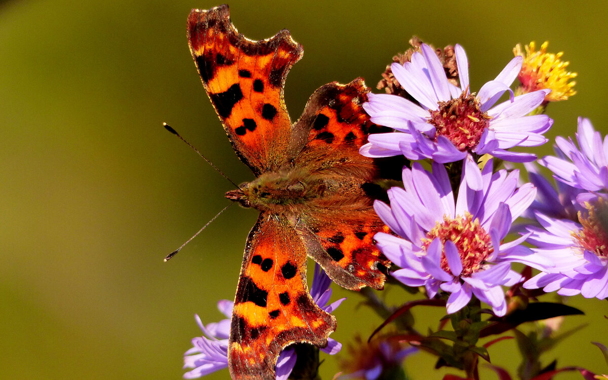 опять про бабочек...244 - Александр Прокудин