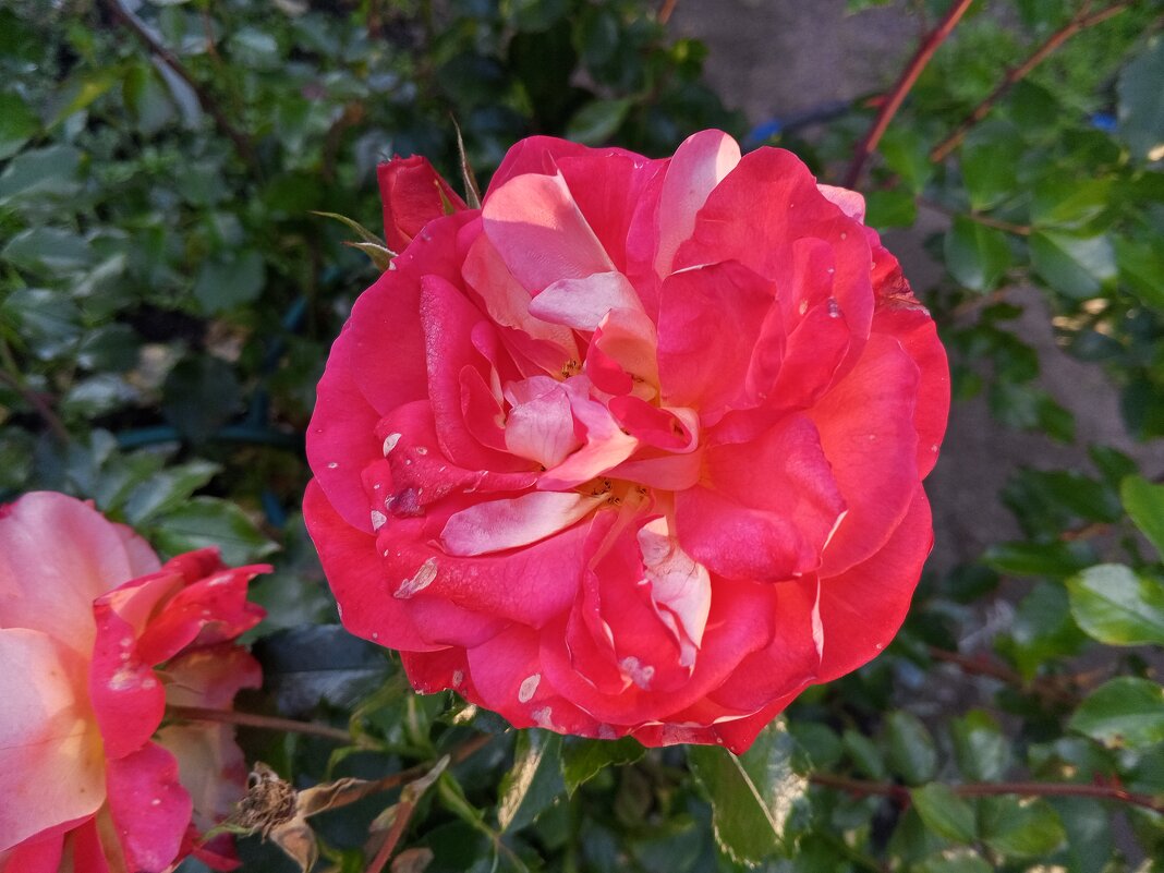 Роза - Сапсан 