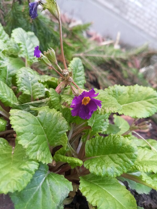 Примула - Сапсан 