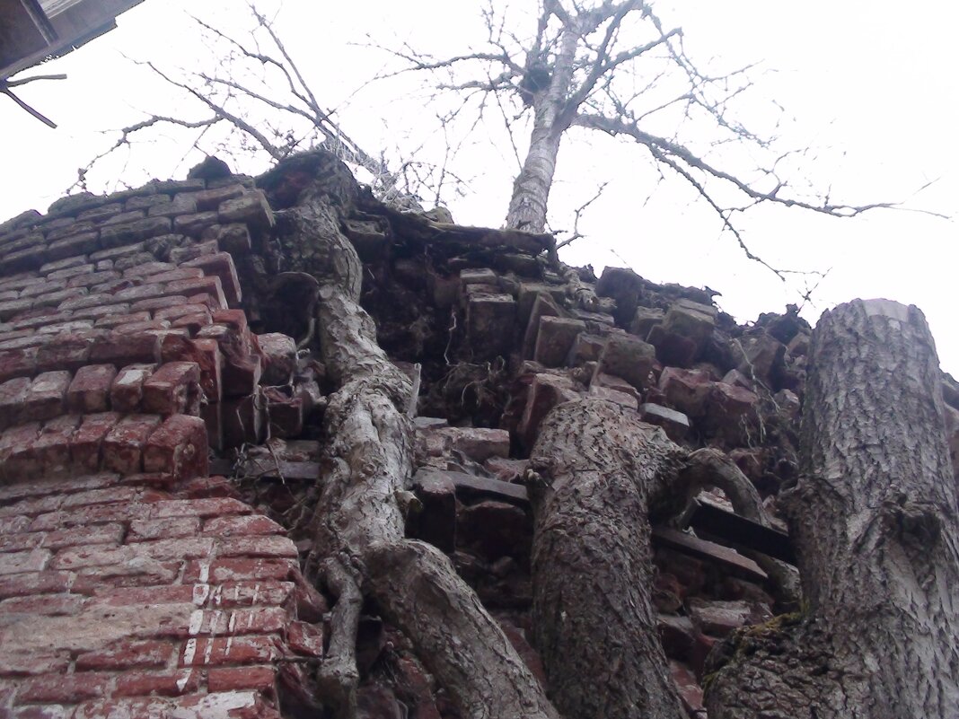 проросшее дерево - fogmeadowww m