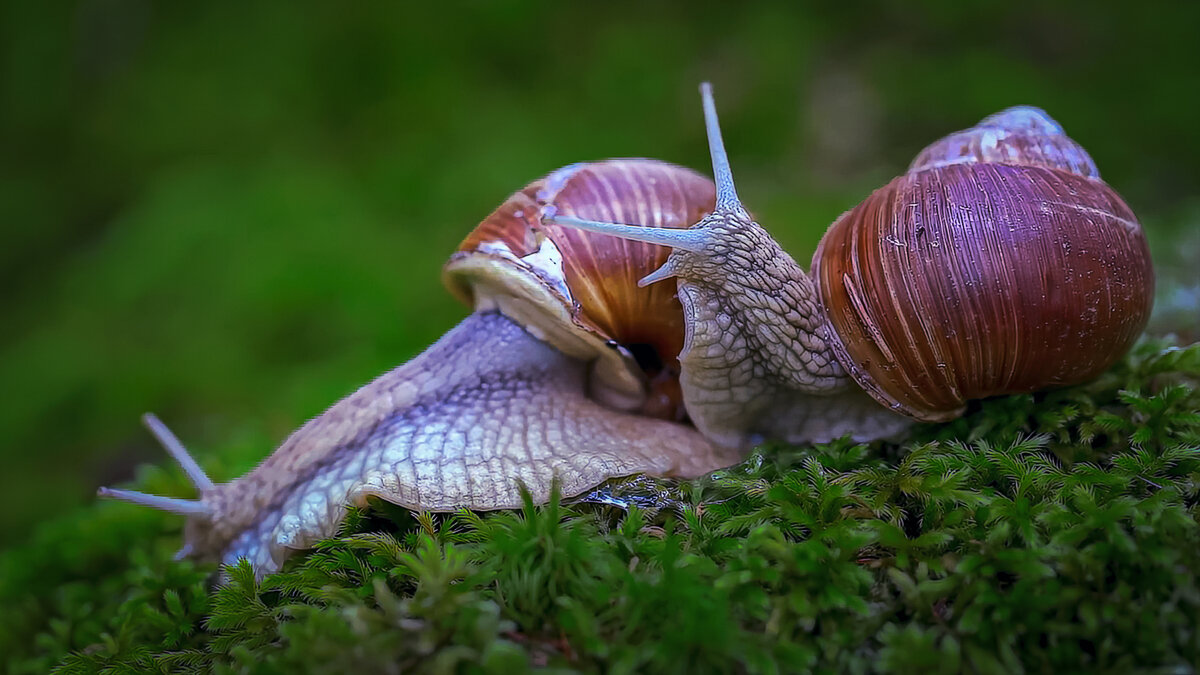 Виноградная улитка - Aleksey Afonin