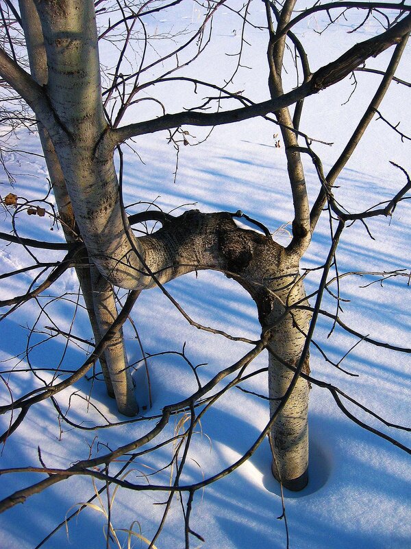 Февраль...Осина-стул! - Владимир 
