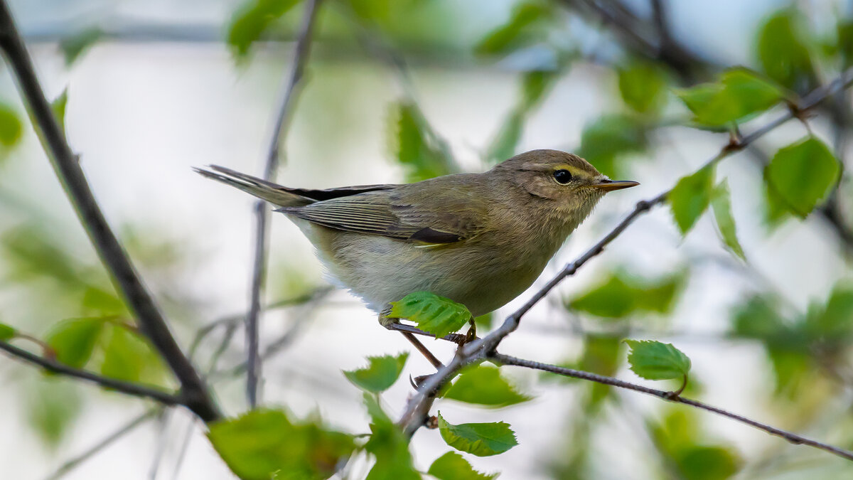 Пеночка-теньковка - Владимир Лазарев