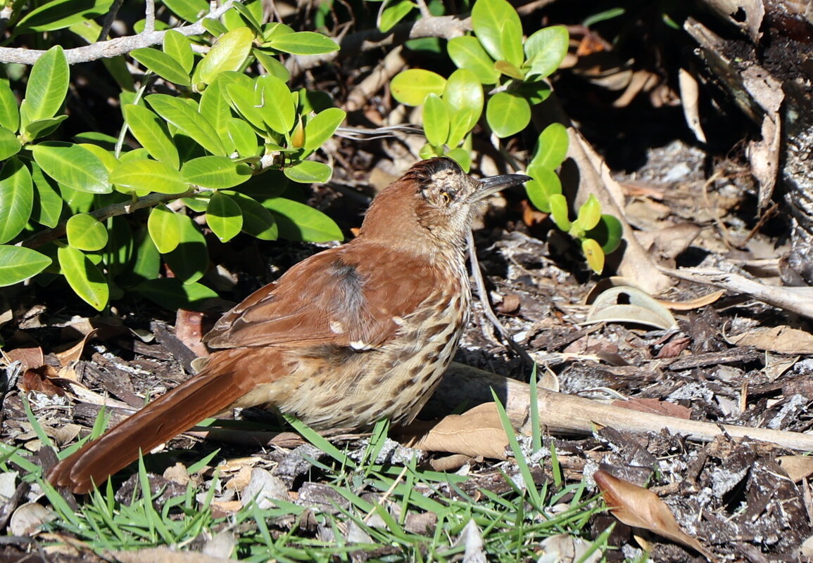 Коричневый пересмешник - Yury 