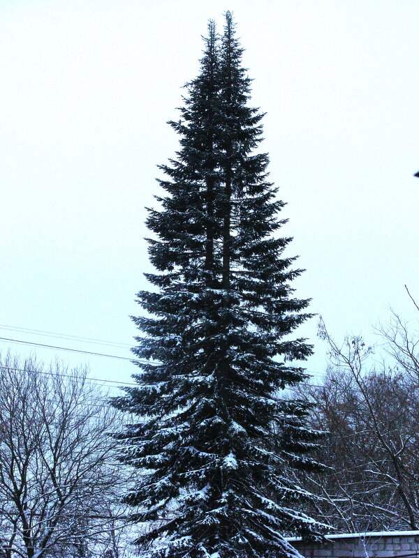 Зимняя пихта - Людмила Смородинская