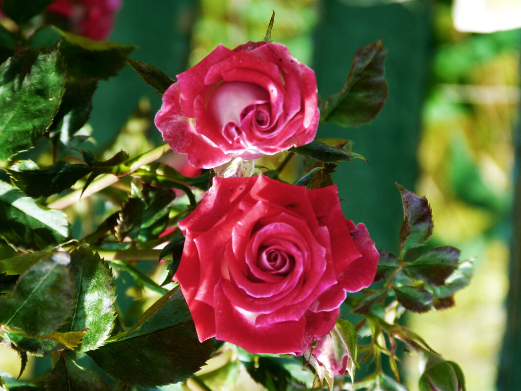 Руби  Стар красные - Валентин Семчишин