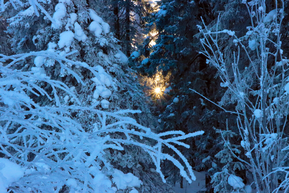 Сквозь лесную чащу... - Галина Ильясова