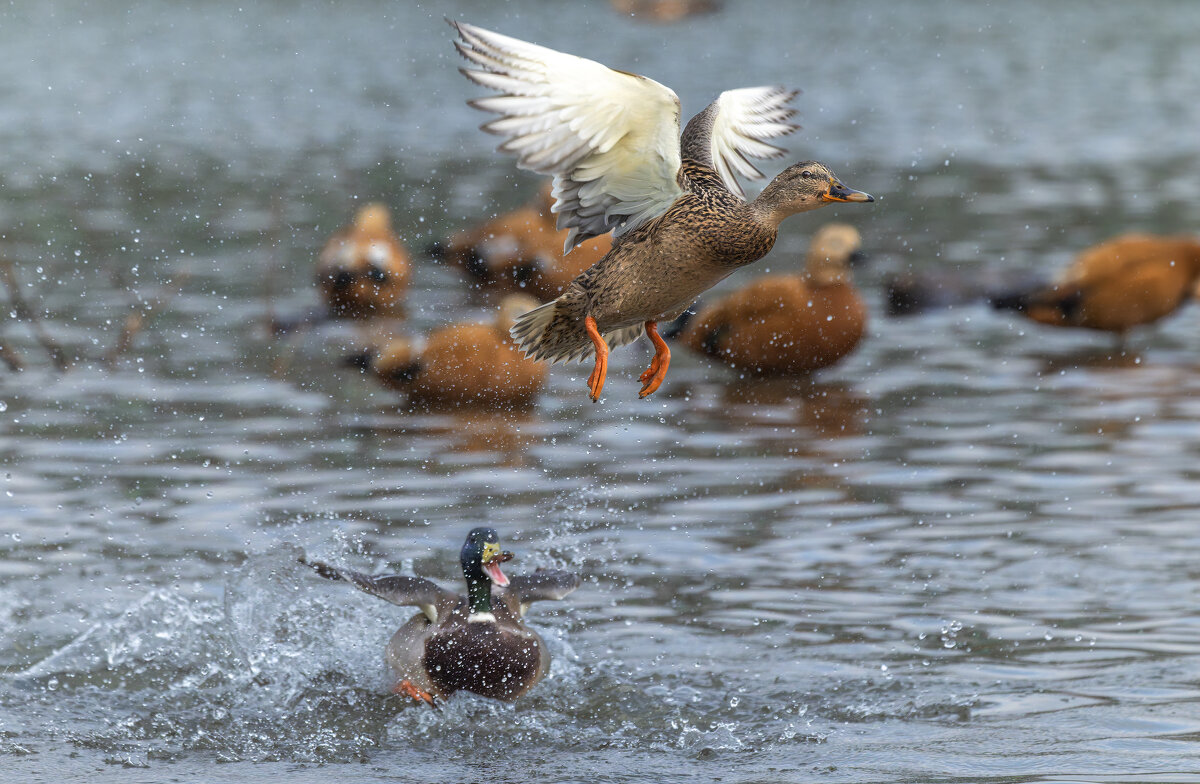 догонялки. - юрий макаров догонялки. - юрий макаров