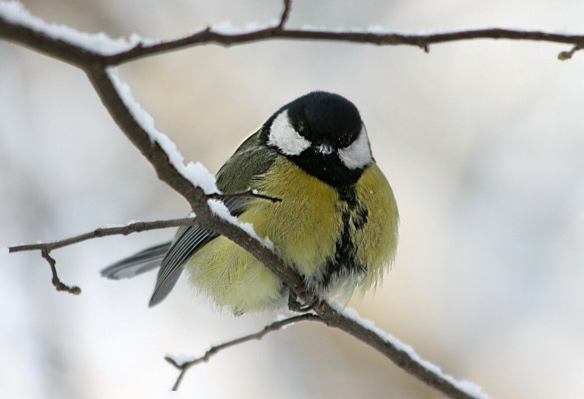Холодно! - ZNatasha - Холодно! - ZNatasha -