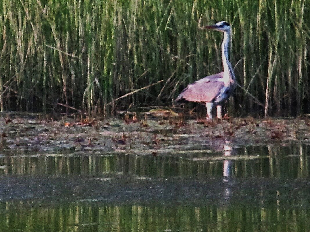 цапля - Елена Шаламова