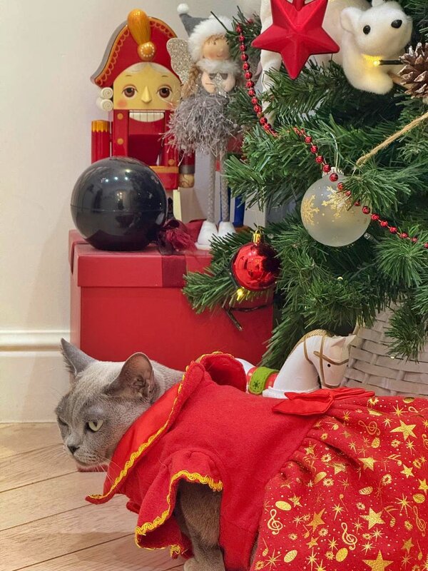 Мышиная королева - Сергей Б. Мышиная королева - Сергей Б.