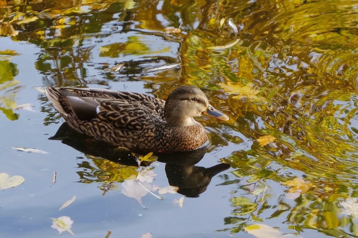 Кряква - Рита Симонова