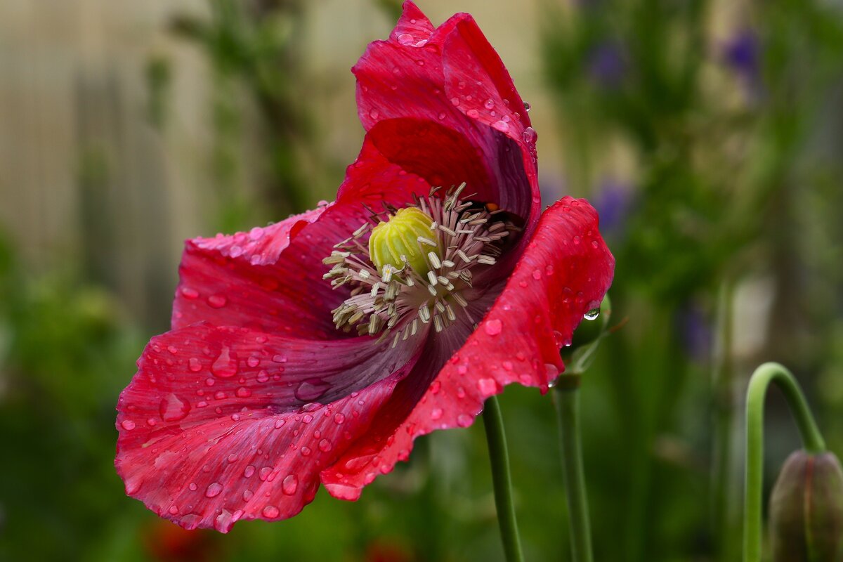 Цветы ушедшего лета - Юрий. Шмаков