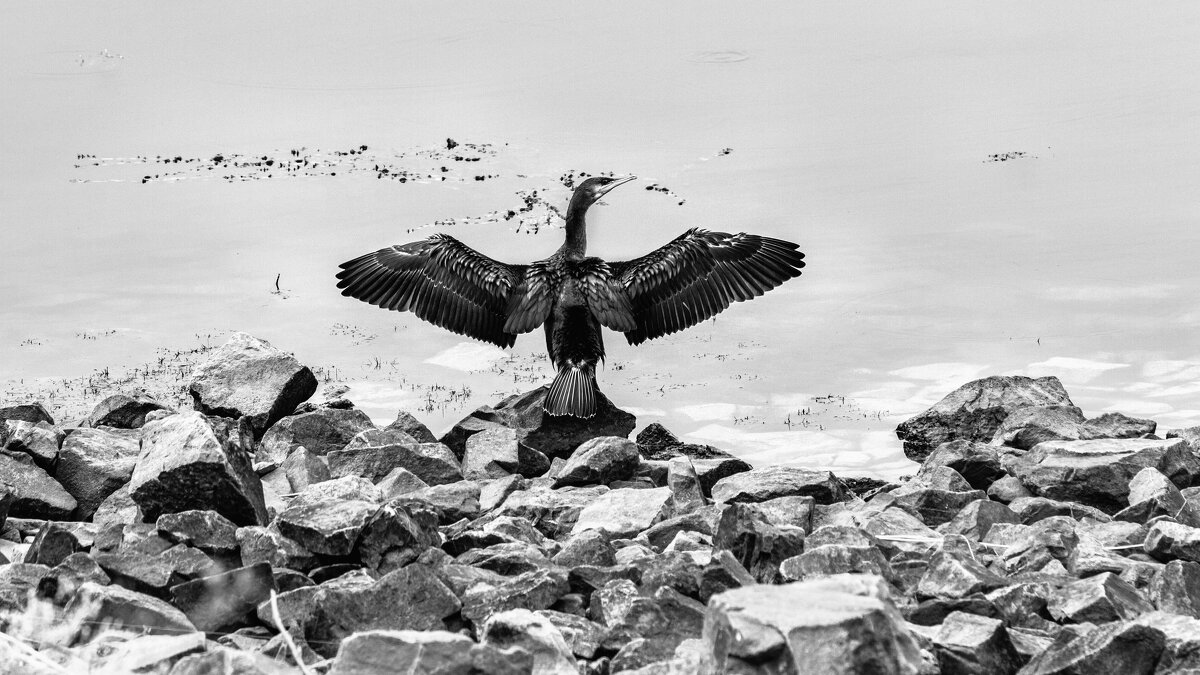 Это всё — моё родное ;-) - Алексей Пышненко