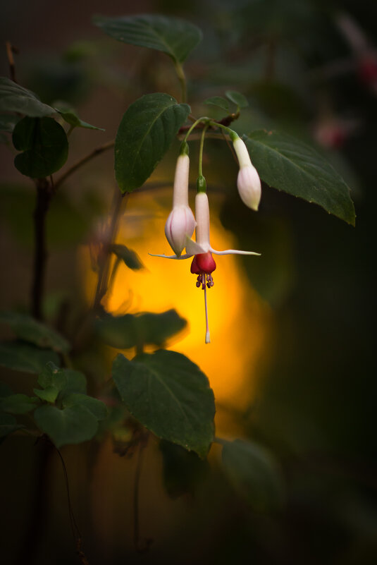 Фуксия - Игорь Шевченко