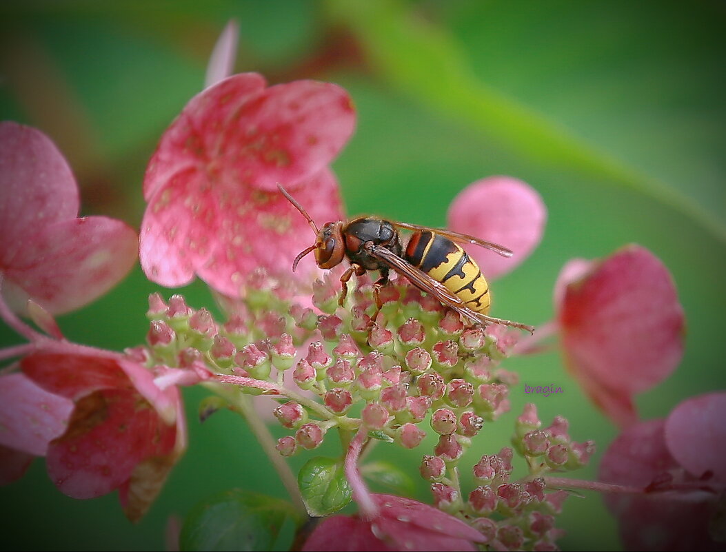 шершень... - Andrey Bragin 