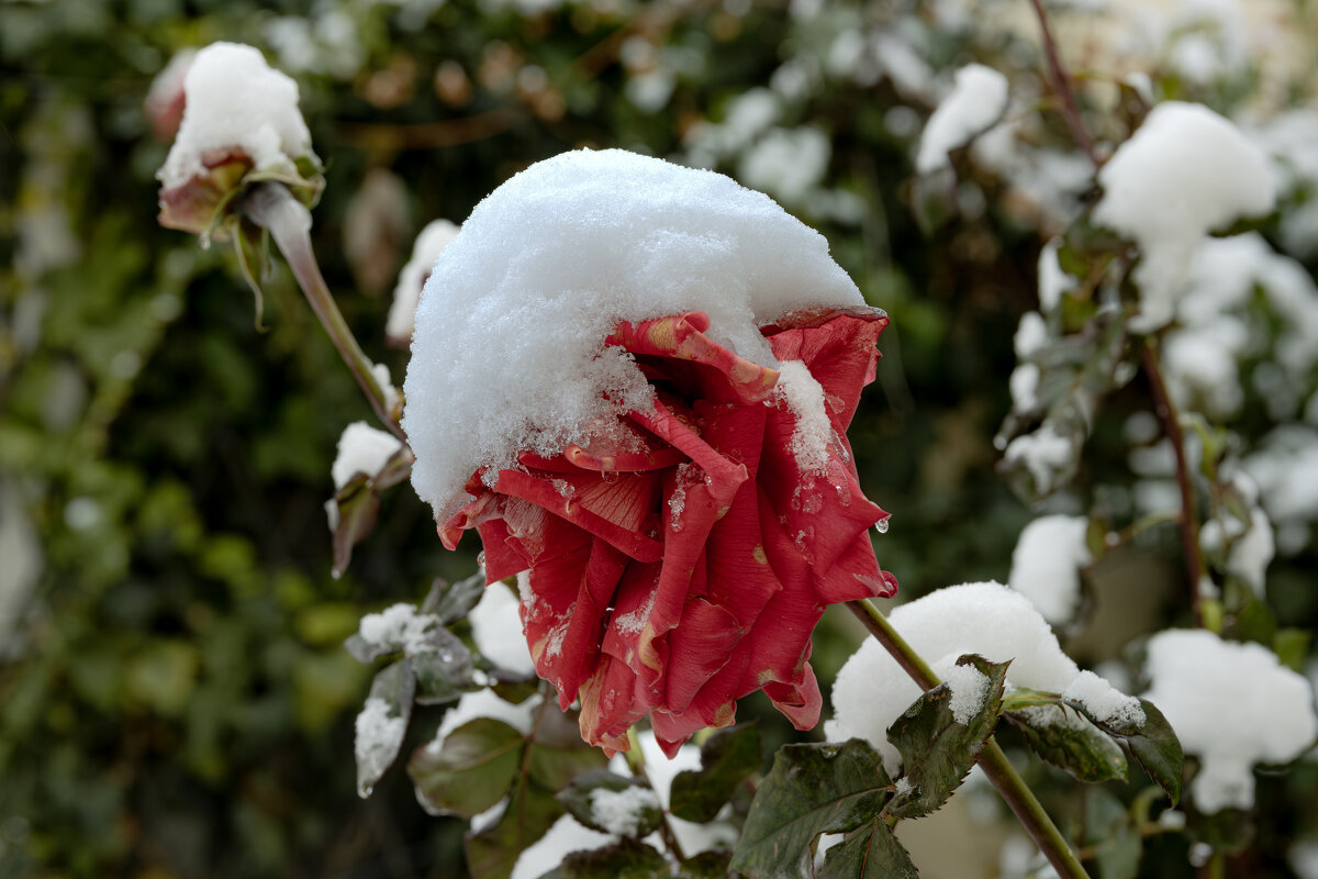 Два дня до января... - Валерий Басыров