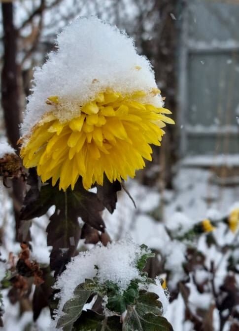 Снежная шапочка :) - Наталья 