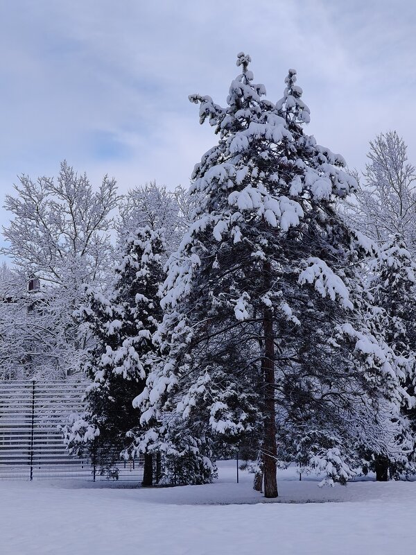Декабрьское утро... - tatyana 