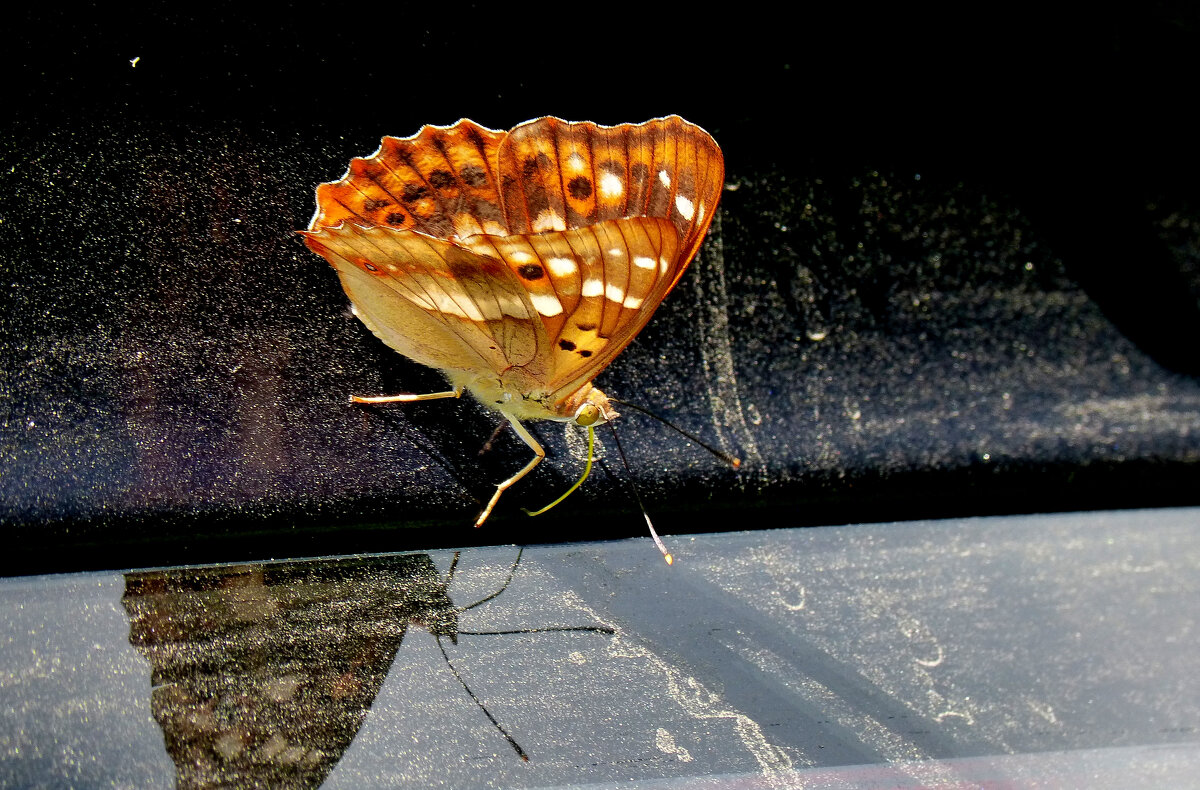 опять про бабочек...247 - Александр Прокудин